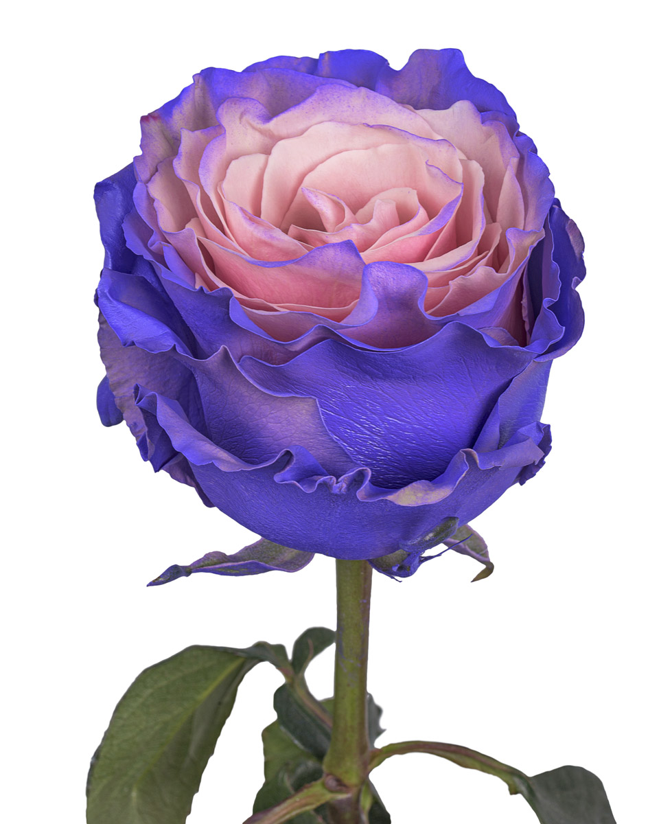 Pink Lavender - base view